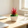 Mini Planta de Aloe Simulada Planta em Vaso Restaurante Hotel Mesa Suculenta Bonsai Fotografia Interna Adereços de Fotografia