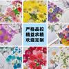 Flores secas y especímenes de plantas de flores marco de fotos repujado a mano marcapáginas lámpara de escritorio pegamento nail art suministro transfronterizo venta al por mayor 18 piezas