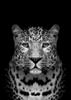 Pintura sobre Lienzo Blanco y Negro Arte de Pared de Animales León Elefante Ciervo Cebra Póster Imagen de Pared Pintura Decorativa