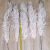 Pelo suave Puxi Caña flor seca ramo al por mayor celebridad de internet decoración del hogar fotografía decoración bohemia suministros