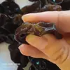Hongo Negro Tengsheng 150g Empaque Premium Seleccionado a Mano para Uso Doméstico y Comercial, Igual que los Productos de Supermercado, Comercio Electrónico, Noreste