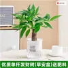 Árbol del Dinero Planta en Maceta Interior Sala de Estar Planta Verde Pequeño Bonsái Perenne Oficina Fácil de Cultivar Flores Pequeñas en Maceta Todo el Año