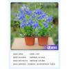 Mudas de floco de neve azul em vasos para visualização de flores na varanda, plantas resistentes ao calor, jardim, pátio, trepadeira, trepadeira, flor trepadeira, neve branca, floco de neve azul