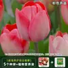 Tulipán Importado de Holanda Bulbos Grandes Flor de Cuatro Estaciones Cultivo Hidropónico en Tierra Semillas de Flores Resistentes al Frío Plantas Hidropónicas para Interior Balcón