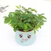 Planta Pequeña en Maceta Mimosa, Planta de Interior para Balcón, Planta Verde Fácil de Cuidar para Sala de Estar, Oficina y Dormitorio, Adecuada para Todas las Estaciones