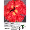 Orquídea Mariposa Monje Clivia Auténtica en Maceta Redonda con Capullos en la Sala de Estar y la Oficina Plántulas de Orquídea Florecen en Todas las Estaciones