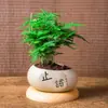 Plantas de Espárragos en Maceta Plantas Verdes de Interior para Oficina Plántulas Bonsái Bambú Nube Enano Tangshan Flor de Viento Maceta Plantas Pequeñas en Maceta