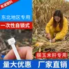Cinchos de nylon blanco autoblocantes de 1.5 metros de largo para atar fuertemente paja de maíz, tallos de maíz agrícolas, fabricante, venta al por mayor