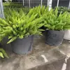 Planta en Maceta Ficus Elastica, Planta Amante del Sol, Jardín de Patio Balcón, Bajo Mantenimiento, Resistente a Altas Temperaturas y Sequía, Planta Perenne en Todas las Estaciones