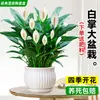 Maceta Grande de Planta de Palma Blanca de una Pieza para Dropshipping, un Símbolo de Buena Fortuna, Planta en Maceta con Flores, Planta Hidropónica, Planta con Flores, Planta Verde para Interior de Oficina