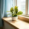 Suministro Directo Transfronterizo de Plantas Verdes Simuladas, Plantas Pequeñas en Maceta, Macetas Redondas Creativas, Flores Artificiales, Bonsái de Hojas Verdes, Macetas Decorativas para Sala de Hotel