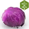 Venta al por mayor directa de fábrica de todo tipo de verduras de tacto de alta simulación PU verduras falsas PU simulación pepino col