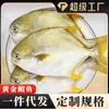 Pescada Dourada Fresca Congelada Comercial, Pescada Grande, Robalo, Linguado, Pescada Branca, Pescada Prateada Congelada, Atacado Dropshipping