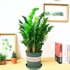 Árvore da Fortuna Planta em Vaso Grande Árvore da Fortuna Planta Verde Pequena Árvore da Fortuna Sala de Estar Escritório Flores de Interior Bonsai Cordão da Fortuna