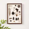 Espécimes de Plantas Pinha Flores Secas Moldura para Fotos DIY Concha de Mesa Inseto Exibição Folhas Caídas Conservação Moldura Vazada para Fotos