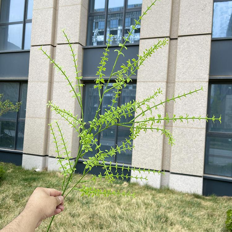 4叉原色千层草  浅黄绿.JPG