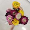Qualidade a Premium Palha de Trigo Crisântemo Abacaxi Crisântemo Estilo Floresta Flores Secas Flores Reais Arranjo de Flores Margarida Decoração para Casa Crisântemo de Palha de Trigo Crisântemo Colorido