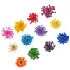 Nueva flor seca japonesa para uñas 12 colores estrella girasol Margarita 12 colores decoración de flor seca 24 flores secas para uñas