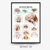 Gráfico de Parede Mais Vendido Transfronteiriço Estrutura do Tecido Humano Músculo Academia Educação Médica Pintura Decorativa