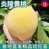 Um Pedaço de Mudas de Pêssego Amarelo de Huangting para Plantio nos Pátios Norte e Sul, Plantas em Vasos para Plantio em Todas as Estações, Mudas de Frutas de Pessegueiro Enxertado