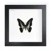 Mariposa Real, Especie Preciosa de Verano, Mariposa Rara, Mariposa Pequeña de Cinta Verde, Adorno de Escritorio, Espécimen de Regalo, Pintura Decorativa, Espécimen de Mariposa