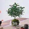 Gardenia Hidropónica Bola de Musgo en Maceta Rosa Miniatura Plantas de Oficina Bambú de la Suerte Árbol del Dinero de Escritorio Interior