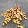 Fábrica Lingxiao Ye serie de otoño rama alta Lingxiao Ye hojas coloridas salón de bodas decoración de ingeniería flor artificial venta al por mayor flor