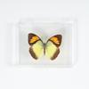Adorno de mariposa real, alas de mariposa real, regalo de cumpleaños creativo para estudiantes, caja transparente