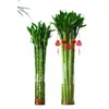 Dragón de Bambú Wenchang Bambú 4 Piezas con Raíces para Cultivo en Agua, Bambú Rico y Próspero, Plantas de Alto Cultivo en Agua, Plantas de Interior para Sala de Estar