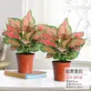 Geely Ruyi Rojo Flor Reina Planta en Maceta Planta Verde de Escritorio para Interiores Cuatro Estaciones Mary Ann Perenne Flores Fáciles de Cultivar