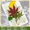 Flores Secas Transfronteiriças Estampagem Atacado Jardim de Infância Feito à Mão Adesivos de Folhas Reais DIY Foto Decoração de Rosto Espécimes de Plantas
