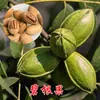 Venta Dropshipping de Plántulas de Nogal y Frutales para Plantar en el Norte y Sur, Plántulas de Pecana 8518 Injertadas de Planta Directa de Cáscara Delgada y Piel de Papel