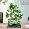 Bonsái Podocarpus Forma Interior Elegante Creativo Plantas en Maceta Fáciles de Cultivar y Mantener Mesa de Café Plantas Verdes Florales de Oficina