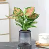 Rábano Verde Árbol de la Fortuna Espárrago Bambú Flor de Incienso de Nueve Millas Planta en Maceta Interior Menta Bambú Rico Planta Hidropónica Fácil de Alimentar