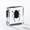 A Fábrica de Artesanato Zhongkun vende espécimes de insetos genuínos como itens decorativos, embutidos em resina de alta transparência, como brinquedos científicos educativos para crianças.