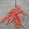 2023 Novo Laranja Mori Casamento Flor Atacado Laranja Casamento Hotel Janela Fundo Flor Artificial