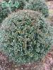 Acebo de Concha de Tortuga Verde Árbol Bola Patio Jardín Planta de Jardín Acebo de Hoja Pequeña Bola de Acebo Perenne Resistente al Frío y Hermoso