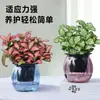 Hierba enmallada, helecho de hoja pequeña, micro paisajismo, terrario acuático, musgo hidropónico, planta verde decorativa, planta verde de escritorio DIY