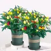 Mudas Coloridas de Pimenta em Vasos com Frutos, Pimentas Frescas Comestíveis Multicores, Pimentas Voltadas para Cima, Flores de Varanda e Plantas Verdes