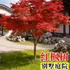 Plántulas de arce rojo, plantas rojas de maceta de cuatro estaciones, Arce japonés rojo Red Dance Queen, fáciles de cuidar en todas las estaciones, adecuadas para patio y uso interior, bonsái de planta resistente al frío