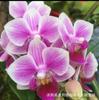 Semillas de Flor Phalaenopsis Florecen Continuamente en el Año Actual Semillas de Flor Phalaenopsis Plantas en Maceta para Balcón Son Fáciles de Cultivar en Todas las Estaciones