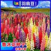180 Variedades de Sementes de Flores Não Repetitivas, Fáceis de Cultivar em Todas as Estações, Podem Afastar Mosquitos, Adequadas para Varandas Internas e Externas, Distribuição Transfronteiriça