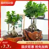Bonsai de figueira grande, adequado para mesas de escritório, salas de estar e como folhagem de interior; Plantas de figueira pequena em vaso, fáceis de cultivar e cuidar