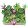 Planta Suculenta Mini Atacado Cabeça de Flor Artificial Pequenos Acessórios para Arranjo de Flores Suculenta Falsa Flor de Plástico Planta Decorativa Planta em Vaso