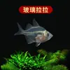 Peixe Ornamental Grande, Peixe Tropical Pequeno de Água Doce Fácil de Cuidar, Peixe Leve, Aquário de Tanque com Plantas Natação em Grupo Peixes de Estimação