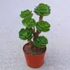 Planta Suculenta con Maceta para Interior Fácil Cuidado, Aloe Vera Pequeño en Maceta, Suculenta Grande Madura