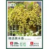 Plántulas de Flores Leñosas Amarillas, Enredaderas Trepadoras, Plántulas Leñosas Doble Rojo y Blanco, Rosas, Florales de Floración Cuatro Estaciones, Plantas en Maceta para Balcón y Patio