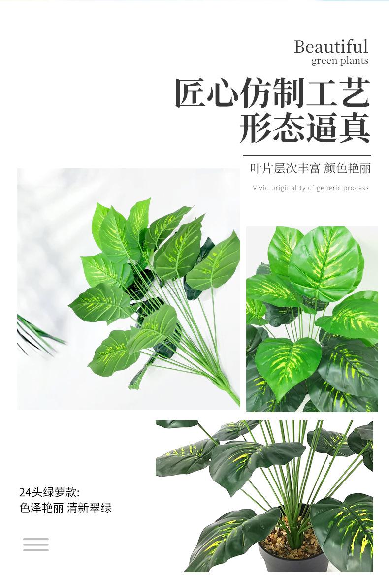 绿萝_05.jpg