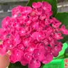 Jardim da Heidi Hortênsia Pipoca Thor Mãe do Mar Flores Plantas Vasos Mudas Balcão Pátio