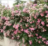 Envío Directo de Una Pieza Plántulas de Rosa Grande para Desfiles Trepadora para Balcón Rosa Trepadora de Cuatro Estaciones Planta Trepadora Rosa Planta de Rosa en Maceta
